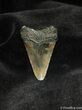 Small Megalodon Shark Tooth #564-1